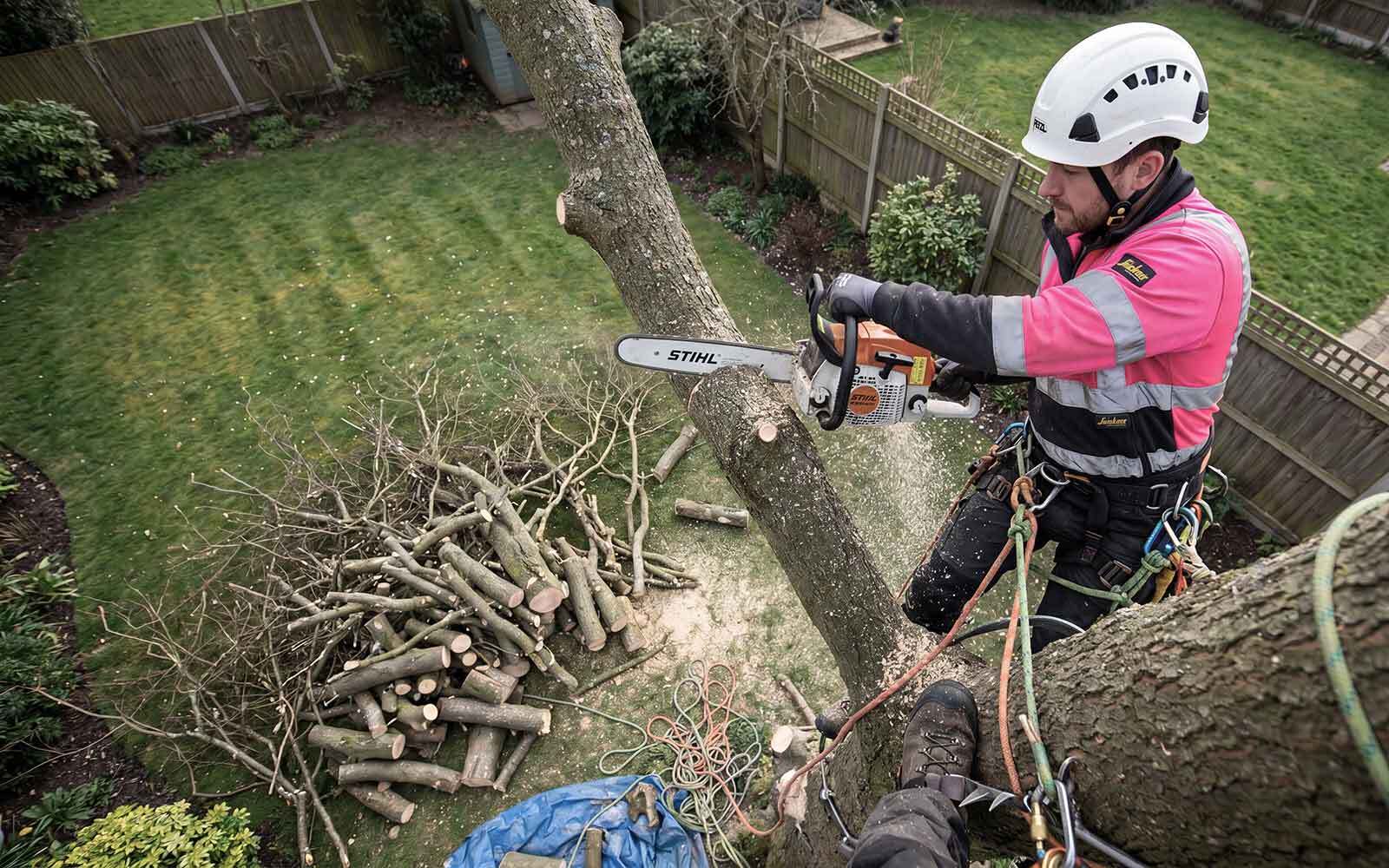 Jesses Tree Surgery Work