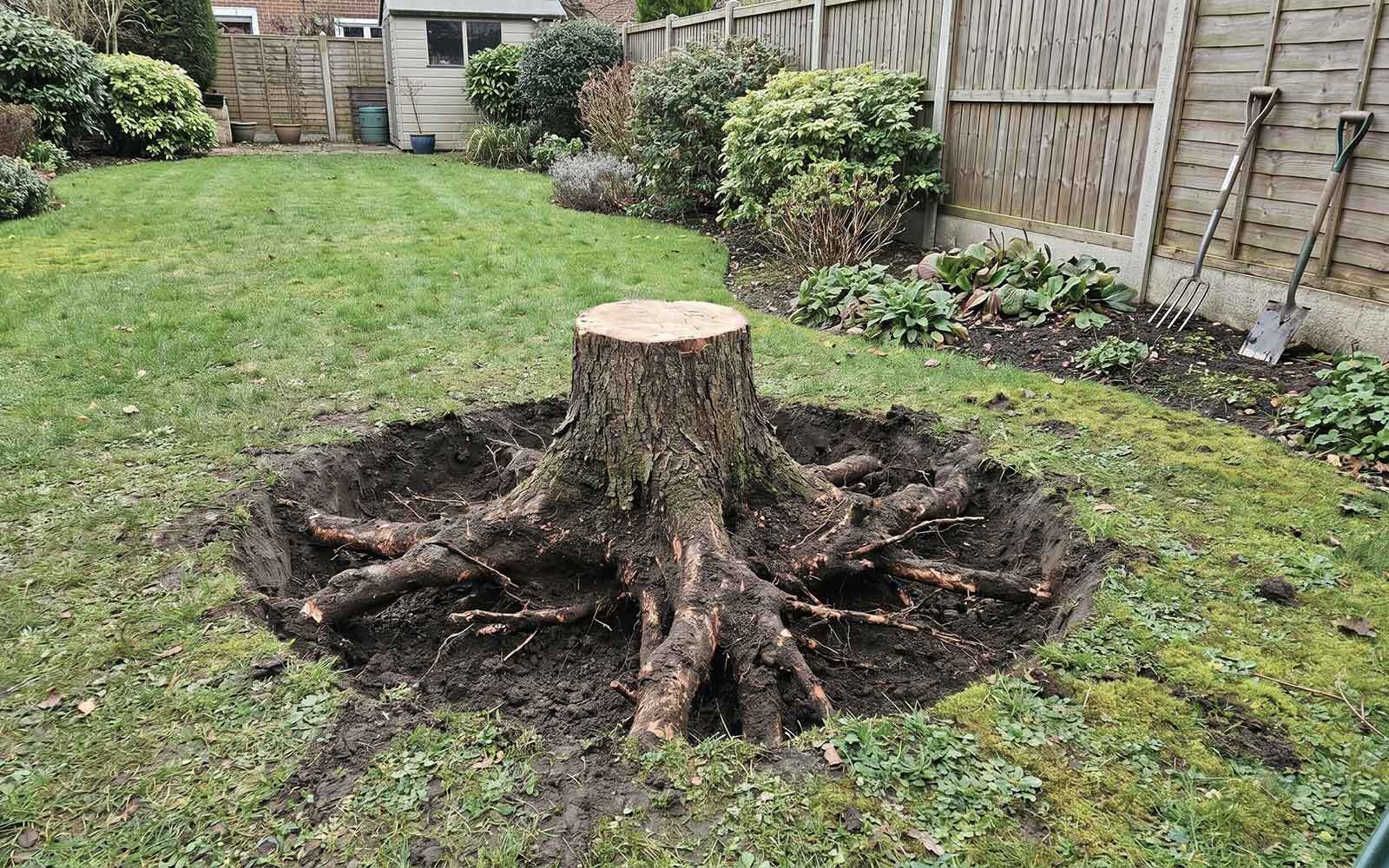 Jesses Tree Surgery Work