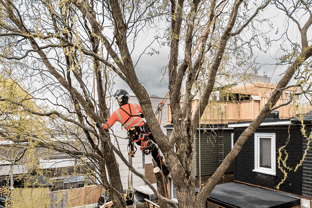 Welcome to Jesses Tree Surgery