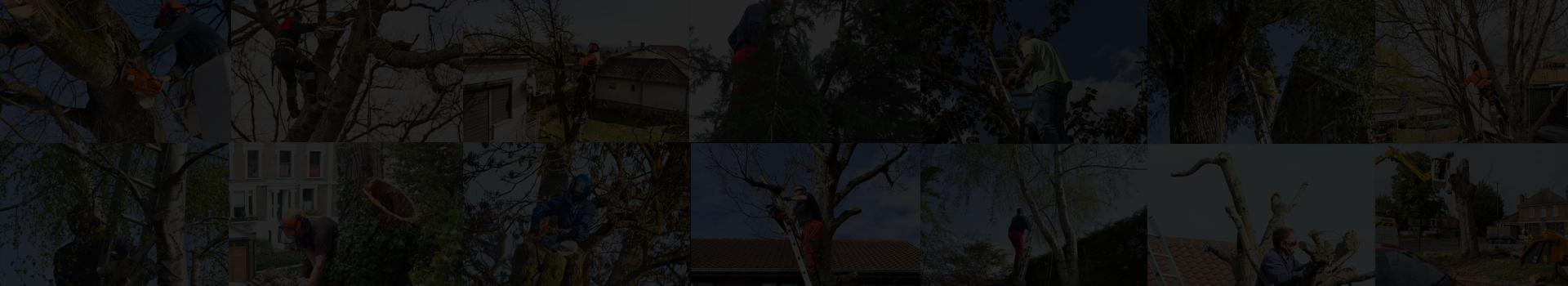 Jesses Tree Surgery